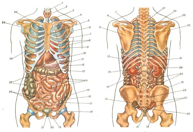 δομή του σώματος και πόνος κάτω από την αριστερή ωμοπλάτη
